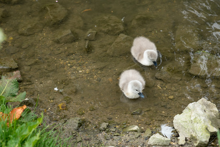 Two Cygnets swimming in the clear streamの写真素材