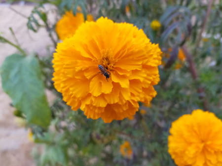Sucking bees from a yellow marigold