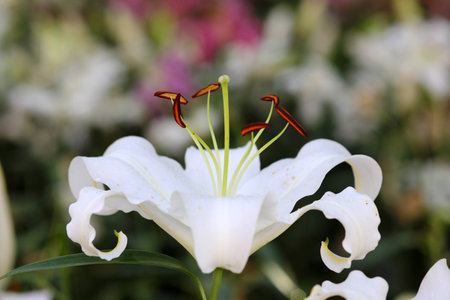 pollen of lilyの写真素材