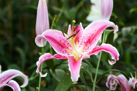 lily flowerの写真素材