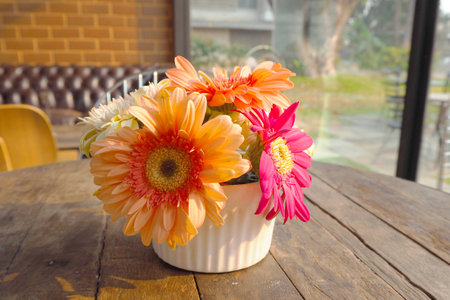 Gerbera jamesoniiの写真素材