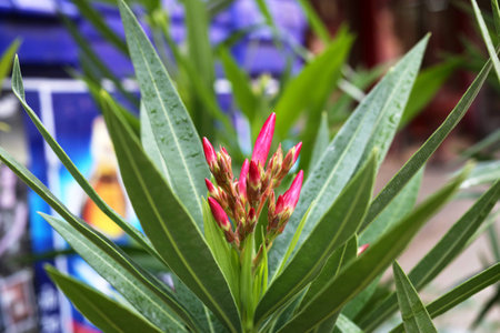 Oleander