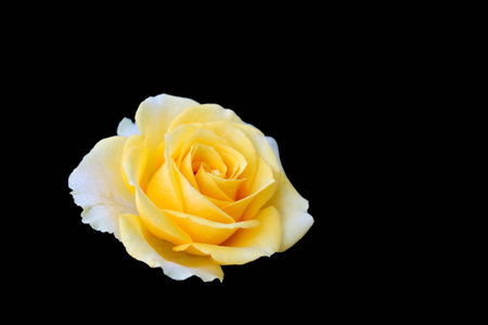 Yellow rose in dark green backgroundの写真素材