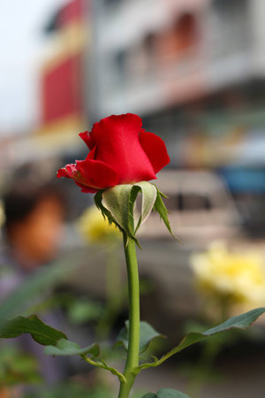 Roseの写真素材