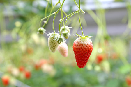 Strawberry in closeup shot の写真素材