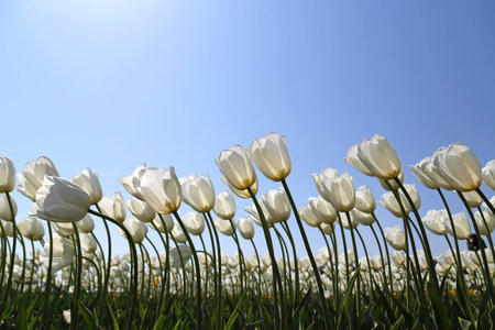 Tulipの写真素材