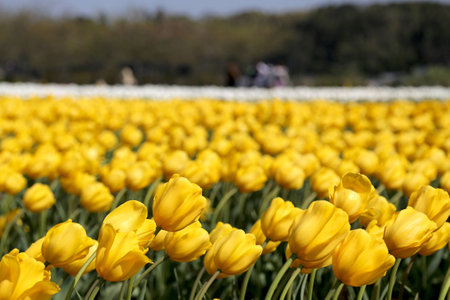 Tulipの写真素材