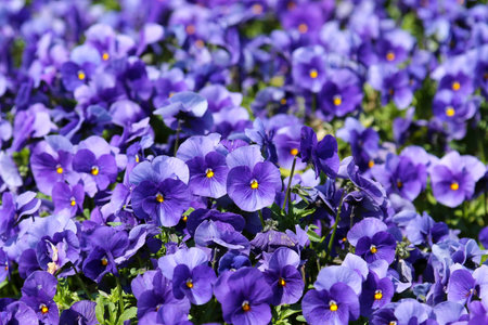 viola tricolor