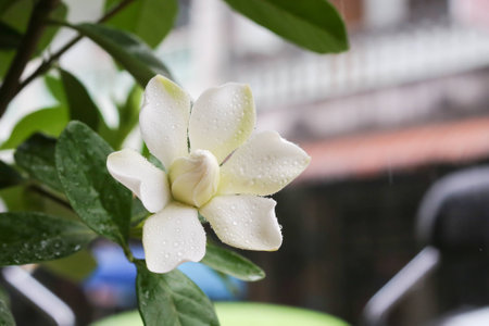 Gardenia jasminoidesの写真素材