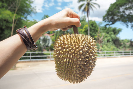 Durianの写真素材