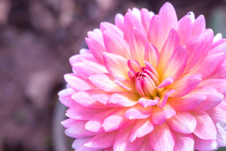 Dahlia Flowerの写真素材