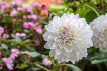 Dahlia Flowerの写真素材