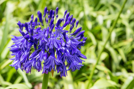 agapanthus blueの写真素材