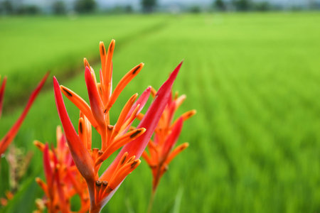 Heliconiaの写真素材