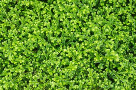 green backgroundの写真素材