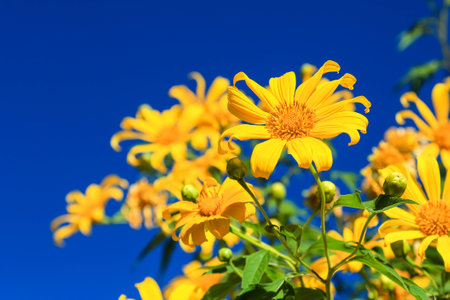 Tithonia diversifoliaの写真素材