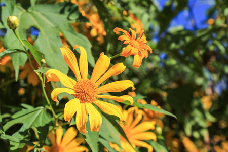 Tithonia diversifoliaの写真素材