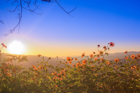 Tithonia diversifolia and sunriseの写真素材