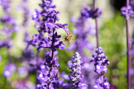 Lavender and beeの写真素材