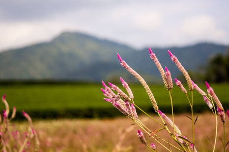 Celosia argentea Linn.の写真素材
