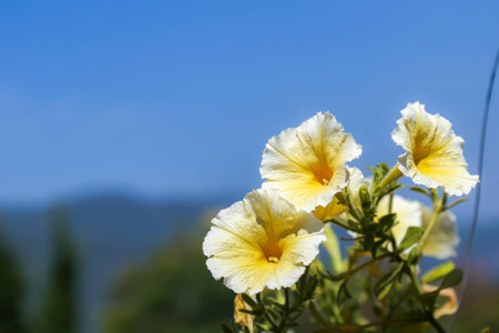 Petuniaの写真素材