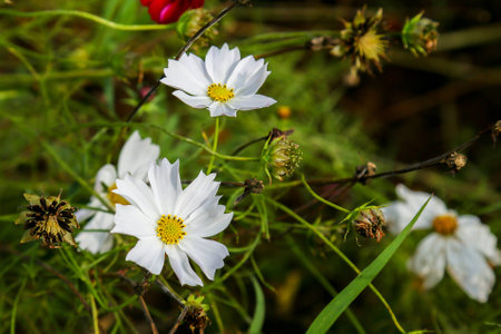 Cosmos flowerの写真素材