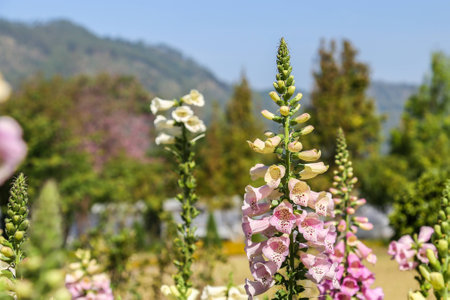 Digitalis or Foxglove or Fingerhoodの写真素材