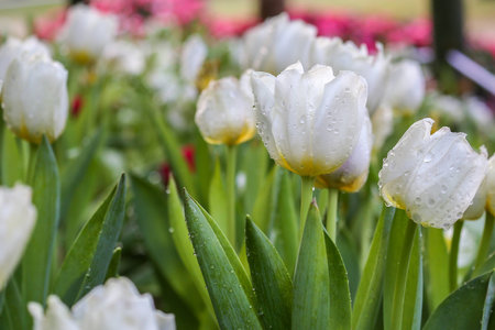 Tulipの写真素材
