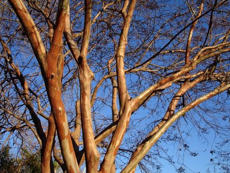 Tree with red bark