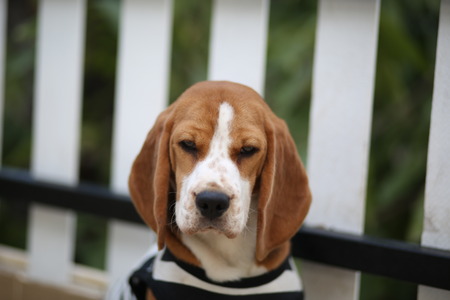 beagle in modeの写真素材
