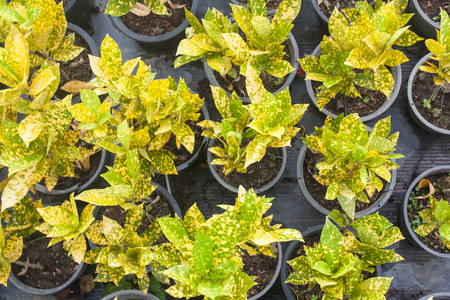 top view of green plants with pot in the garden