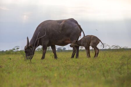 The buffalo mother had just given birth and was watching her baby try to stand up and walk together.の写真素材