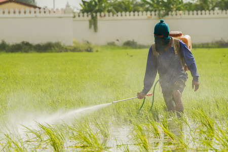 Farmer is spraying pesticide to protect plants by manual backpack sprayer.の写真素材
