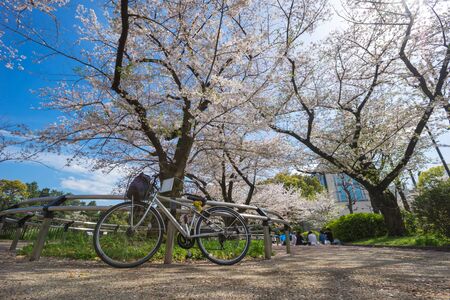 A Japanese tourist's bicycle is parked in a park with blooming Sakura trees. The beauty that occurs during March to mid-April each year in Tokyo, Japan.のeditorial素材