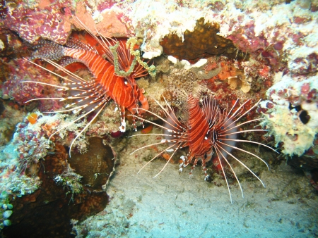 under seaの写真素材