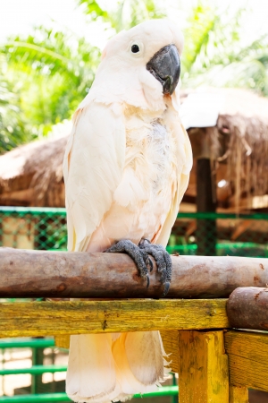 Colourful parrot bird sitting on the perch の写真素材