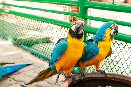 Colourful parrot bird drinking water  の写真素材