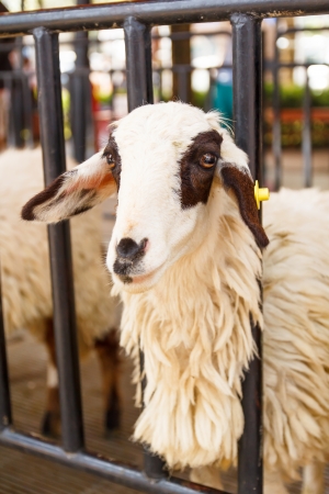 sheep in cage の写真素材
