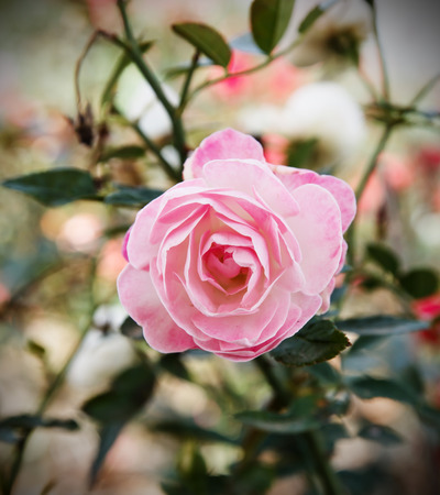 beautiful rose in garden の写真素材