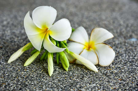 Plumeria flowers several, white flowersの写真素材