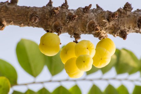 Star Gosseberry Phyllanthus acidus mayom treeの写真素材