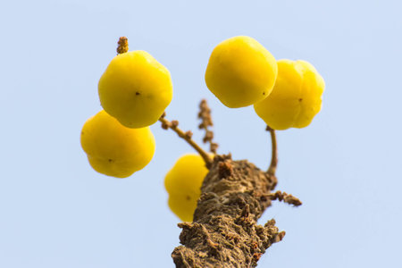 Star Gosseberry Phyllanthus acidus mayom treeの写真素材