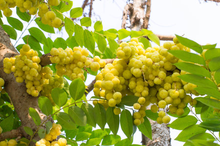 Star Gosseberry Phyllanthus acidus treeの写真素材