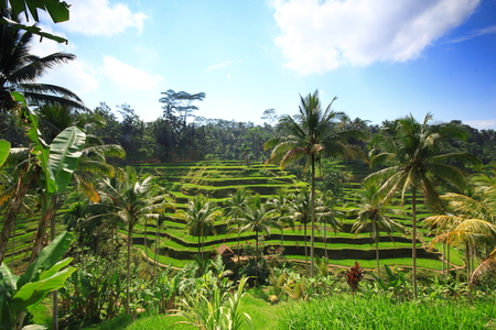 Rice terrace Bali Island tree plant fieldの写真素材