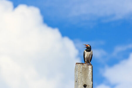 Lonely bird sitting on concrete poleの写真素材