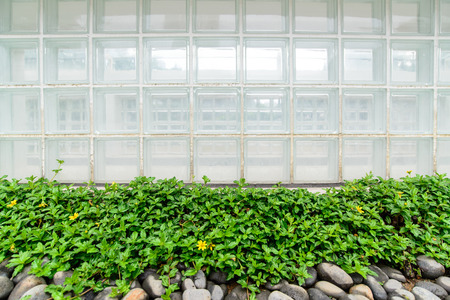 Glass box wall and green plant.の写真素材