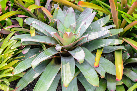 Neoregelia Bromeliad plant in garden.の写真素材