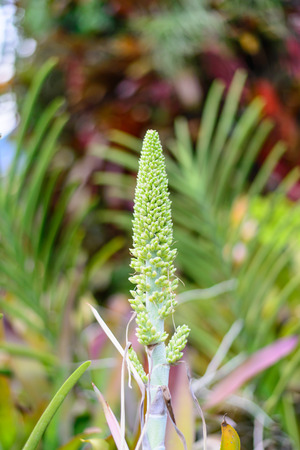 Aechmea paniculigera flower in garden.の写真素材