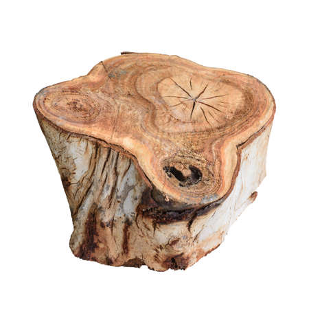 Stump of a cut tree isolated on white background.の写真素材