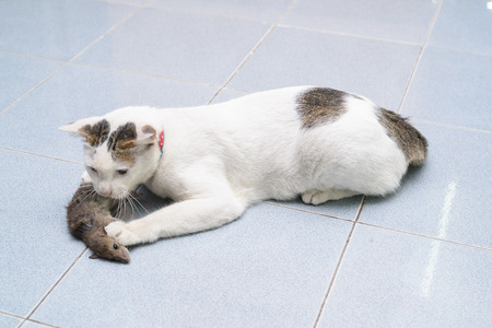 White cat catching and biting mouse rat in the houseの写真素材
